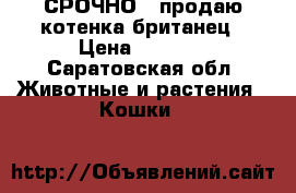 СРОЧНО!!!продаю котенка британец › Цена ­ 2 000 - Саратовская обл. Животные и растения » Кошки   